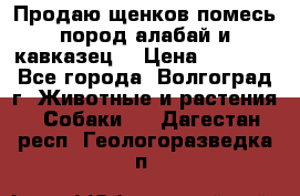 Продаю щенков помесь пород алабай и кавказец. › Цена ­ 1 500 - Все города, Волгоград г. Животные и растения » Собаки   . Дагестан респ.,Геологоразведка п.